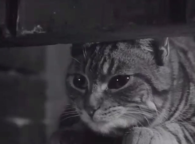 Underworld Informers - shorthair tabby cat looking under door