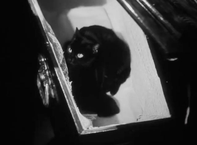 La Herencia - The Inheritance - black cat Picara sitting inside coffin