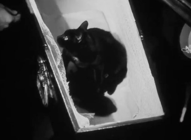 La Herencia - The Inheritance - black cat Picara sitting inside coffin