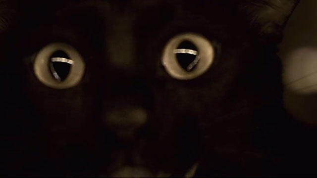 Inside - black cat extreme close up
