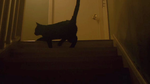 Inside - black cat walking up stairs
