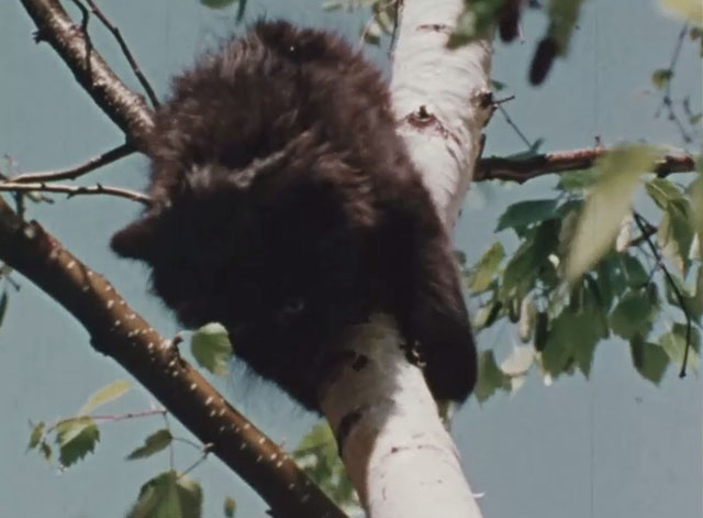 Inside Out - When is Help? - black kitten stuck in tree