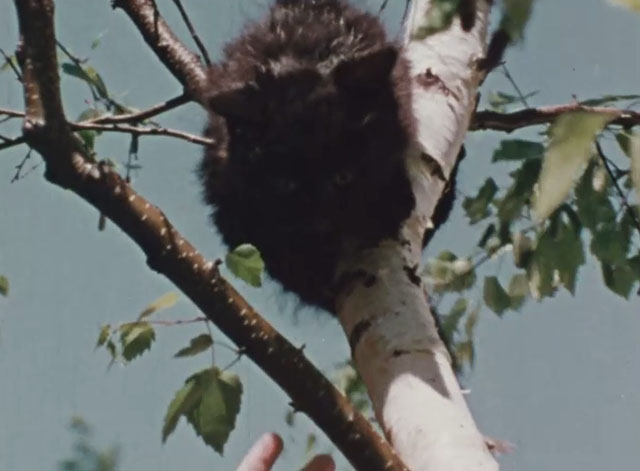 Inside Out - When is Help? - black kitten stuck in tree