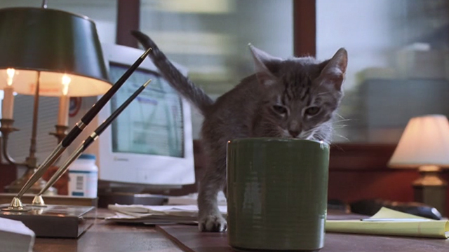 Inspector Gadget - tabby kitten stops drinking from mug on desk