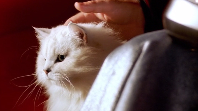 Inspector Gadget 2 - close up of longhaired white cat sitting beside Claw