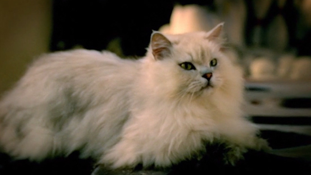 Inspector Gadget 2 - longhaired white cat lying down