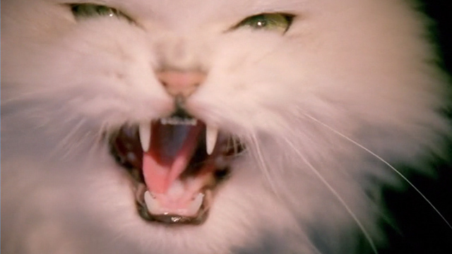 Inspector Gadget 2 - longhaired white cat close up hissing