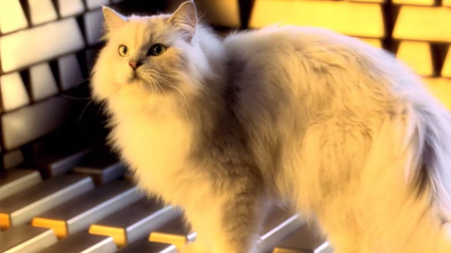 Inspector Gadget 2 - longhaired white cat sitting on gold bars