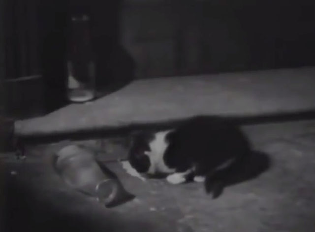 Inspector Hornleigh - tuxedo cat lapping spilled milk from toppled bottle in alley