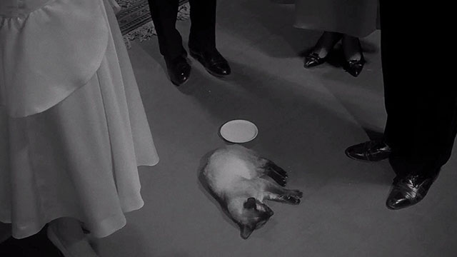 Inspector Palmu's Mistake - Siamese cat Princess Adeline lying dead next to saucer of milk