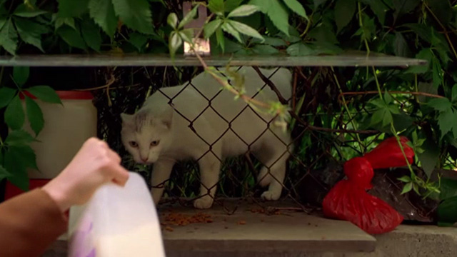 In the Cut - white cat coming through fence for food