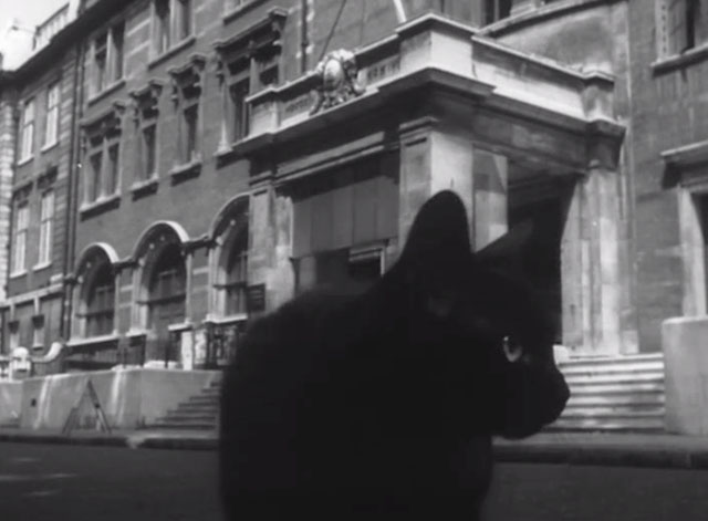 In the Doghouse - black cat on street