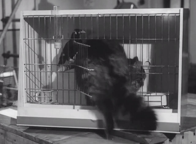 In the Doghouse - longhair tabby cat climbing into cage with mynah bird