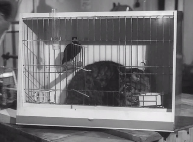 In the Doghouse - longhair tabby cat sitting in cage with mynah bird