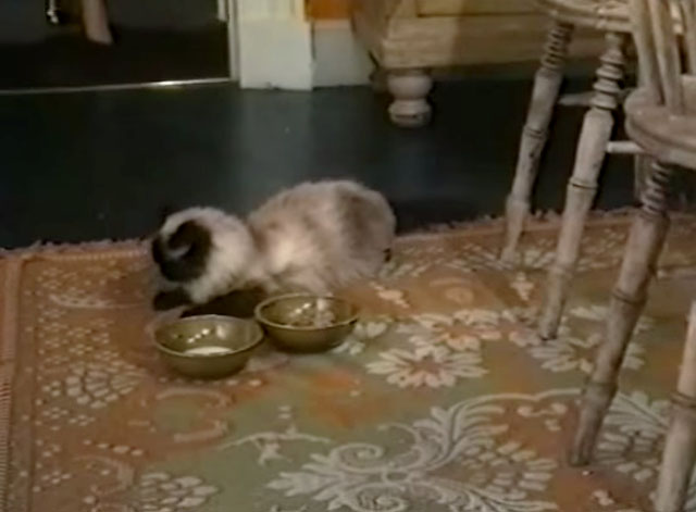 In This House of Brede - seal point Himalayan cat Mr. Bumble on floor with food bowls