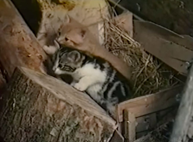 In This House of Brede - grey and white and ginger tabby kittens climbing out of crate of straw