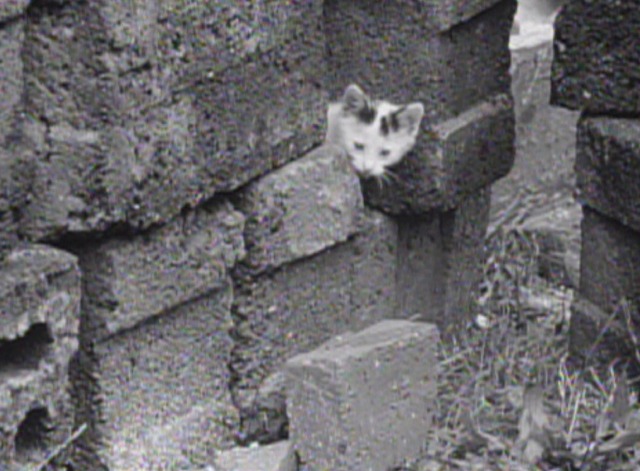 Intimate Lighting - kitten hiding among bricks
