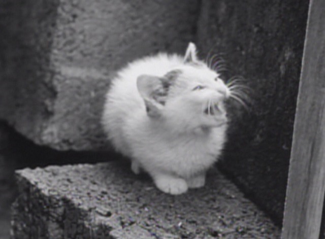 Intimate Lighting - kitten mewing