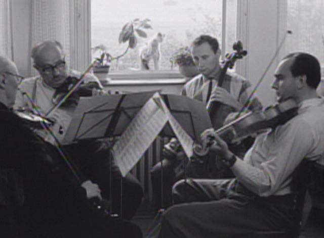 Intimate Lighting - kitten outside window