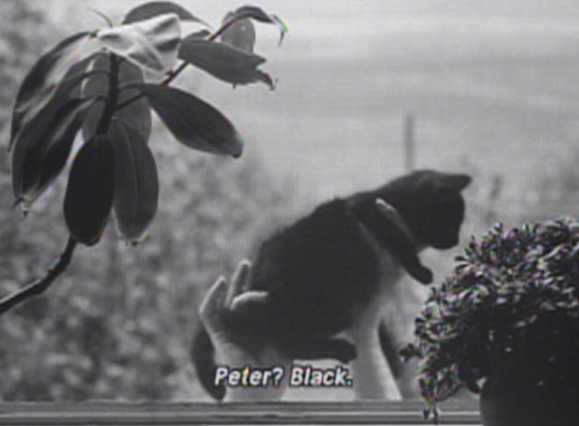 Intimate Lighting - black kitten outside window close