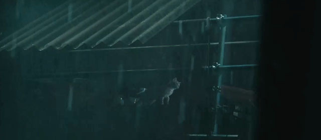 Intruders - ginger tabby cat Meow on scaffolding