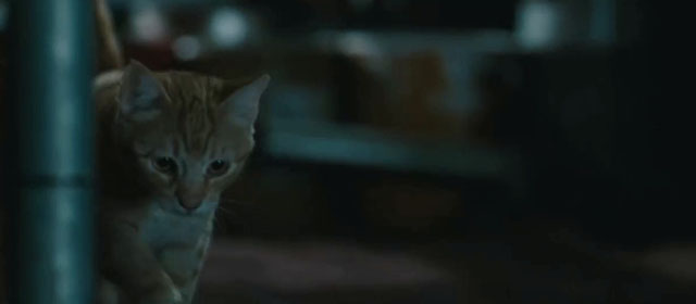 Intruders - ginger tabby cat Meow on scaffolding