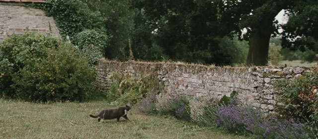 Intruders - gray tuxedo cat Winnie approaching stone wall
