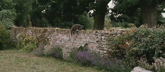 Intruders - gray tuxedo cat Winnie on top of stone wall