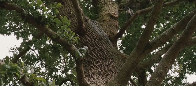 Intruders - gray tuxedo cat Winnie in tree