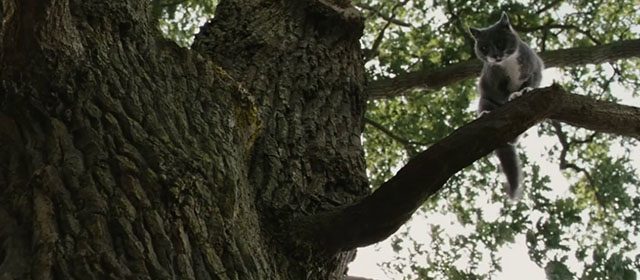 Intruders - gray tuxedo cat Winnie in tree
