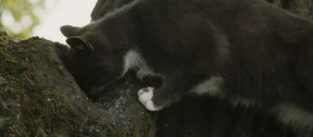 Intruders - gray tuxedo cat Winnie looking into knot in tree