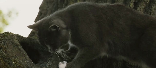 Intruders - gray tuxedo cat Winnie backing away from knot in tree