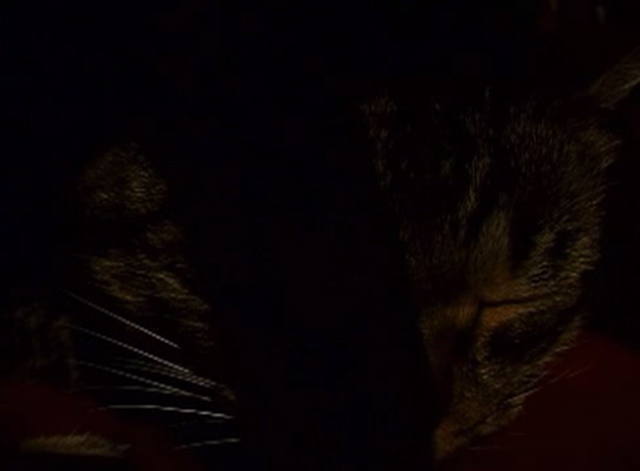 In Vanda's Room - tabby cat sleeping close up