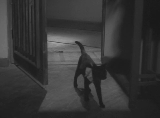 The Invisible Man Appears - Tômei ningen arawaru - black cat with ruffed collar walking into room