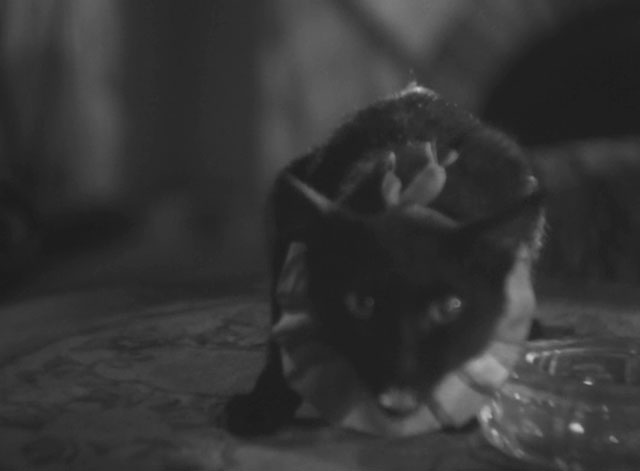 The Invisible Man Appears - Tômei ningen arawaru - black cat with ruffed collar sitting on table meowing