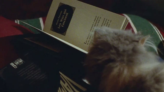 Irma Vep - gray longhair kitten playing with book