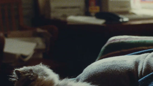 Irma Vep - gray longhair kitten by knees