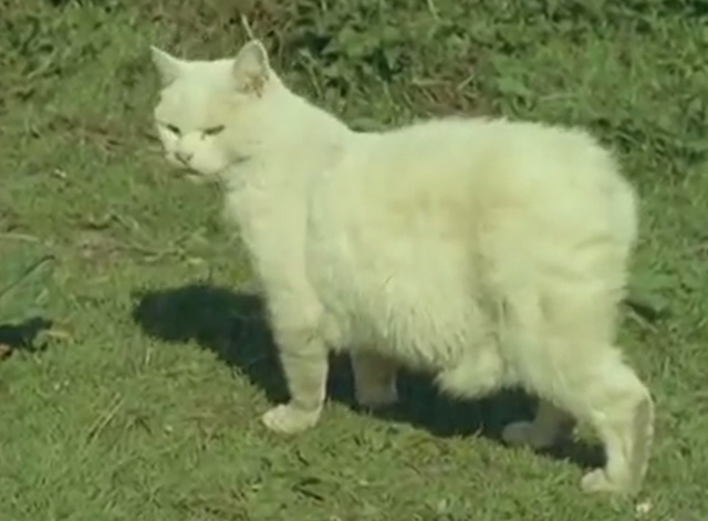 Isle of Man - white Manx cat