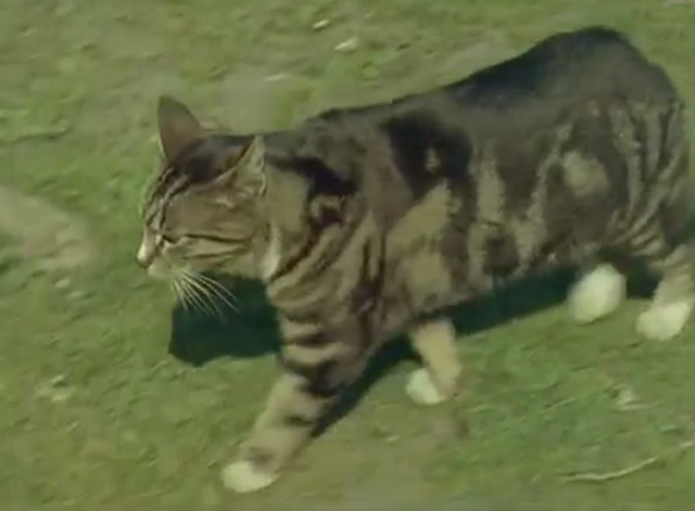 Isle of Man - Bengal tabby Manx cat