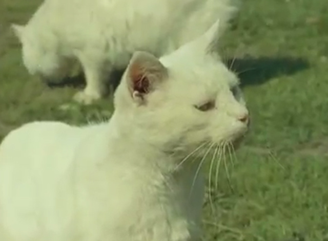 Isle of Man - white Manx cats