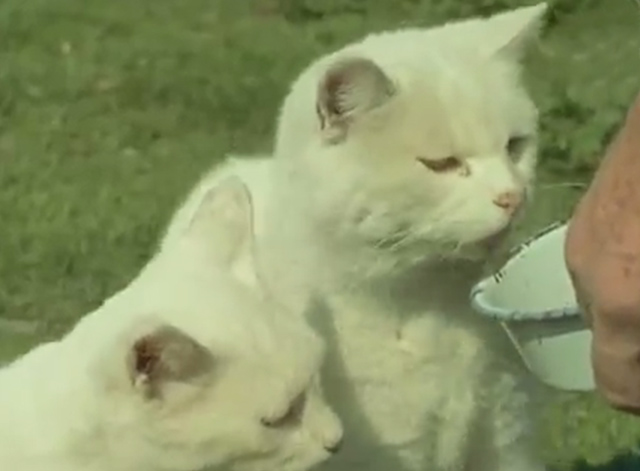 Isle of Man - white Manx cats being fed