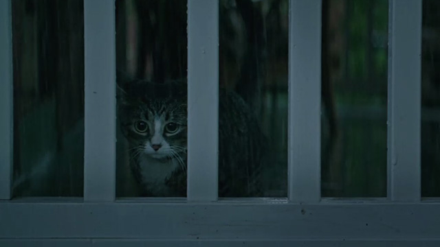 It - sad-eyed tabby cat on porch