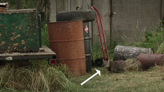 It - brown tabby cat near trash on lawn
