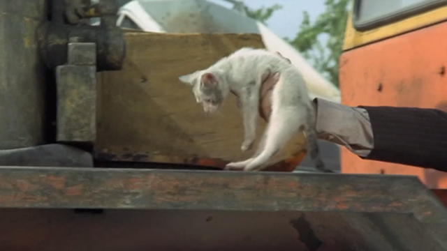 The Italian Connection - dirty white kitten being picked up from heavy machinery