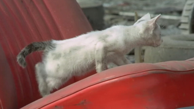 The Italian Connection - dirty white kitten on abandoned car seat