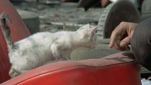 The Italian Connection - dirty white kitten sniffing at finger on abandoned car seat