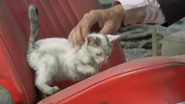 The Italian Connection - dirty white kitten being petted on abandoned car seat