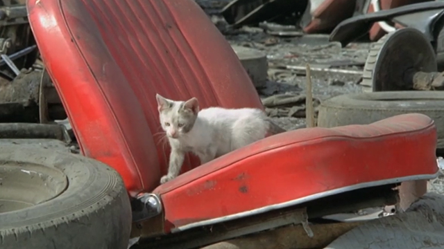The Italian Connection - dirty white kitten on abandoned car seat