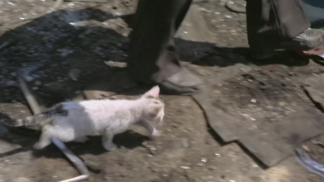 The Italian Connection - dirty white kitten following legs through junk yard