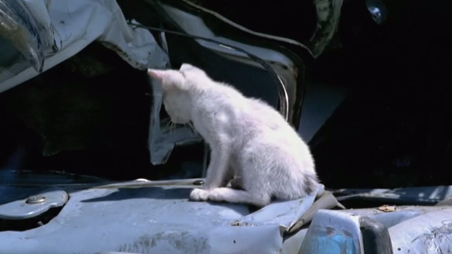 The Italian Connection - dirty white kitten sitting on abandoned car